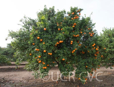 Laranjo Cravo mandarin CRC 2893 003