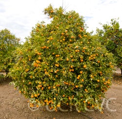 Lee Mandarin CRC 3851 004