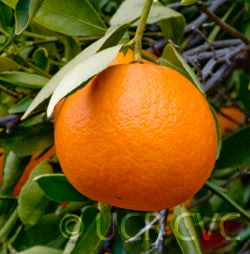 Lee Mandarin CRC 3851 005