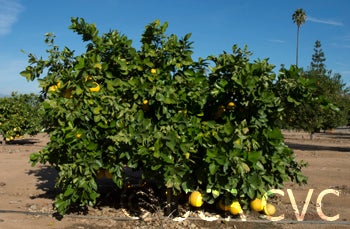 Lemelo pummelo hybrid CRC 1481 002