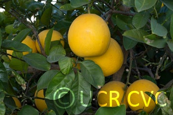 Lemelo pummelo hybrid CRC 1481 006