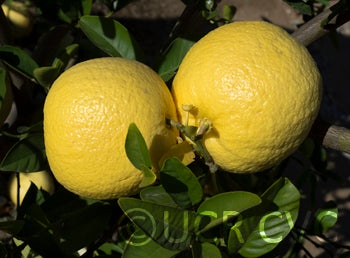 Lemelo pummelo hybrid CRC 1775 005