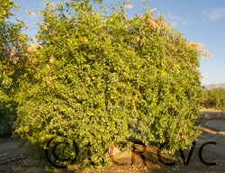 Lemonime lime hybrid CRC 2459 001