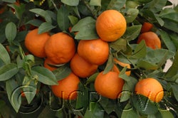 Lima Criolla Rangpur lime CRC 4133 fruits in tree