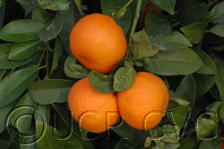 Lima Criolla Rangpur lime CRC 4133 005 fruits in tree