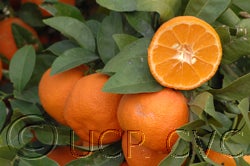 Lima Criolla Rangpur lime CRC 4133 006 fruits in tree and half