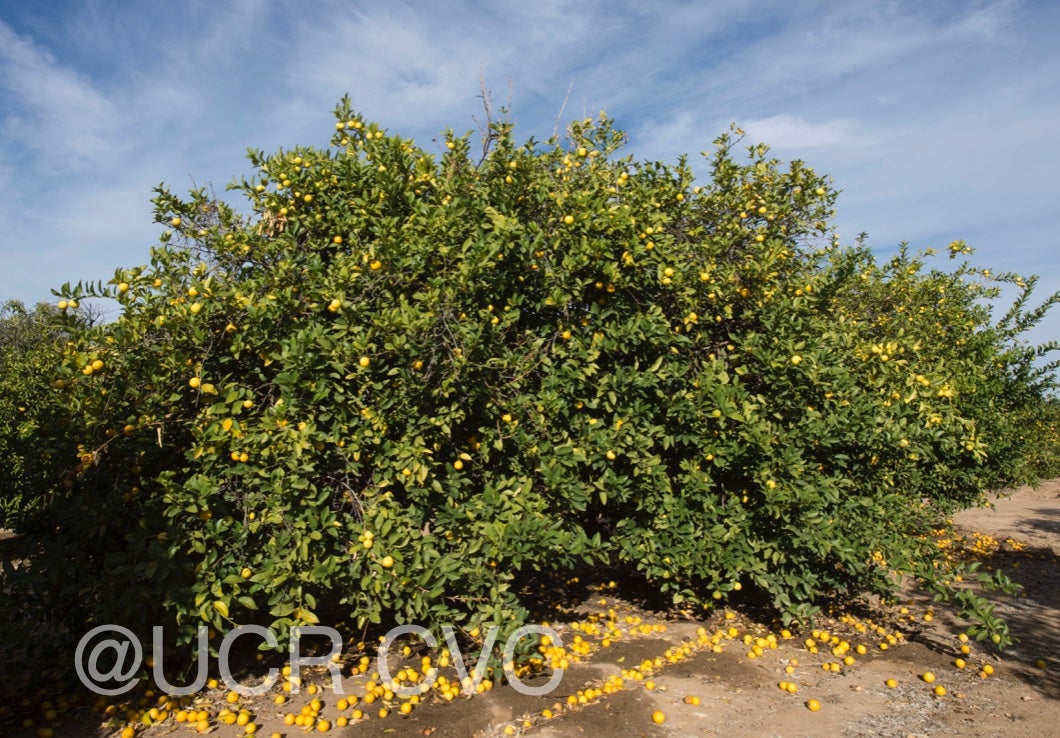 limon_real_lemon_hybrid_crc_2317_003.jpg