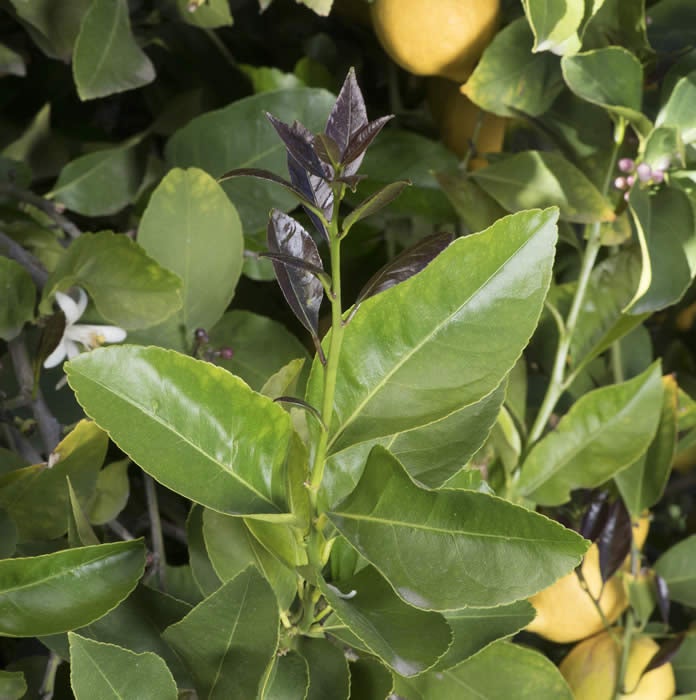 Limoneira 8A Lisbon lemon CRC 3501 002 new leaf growth