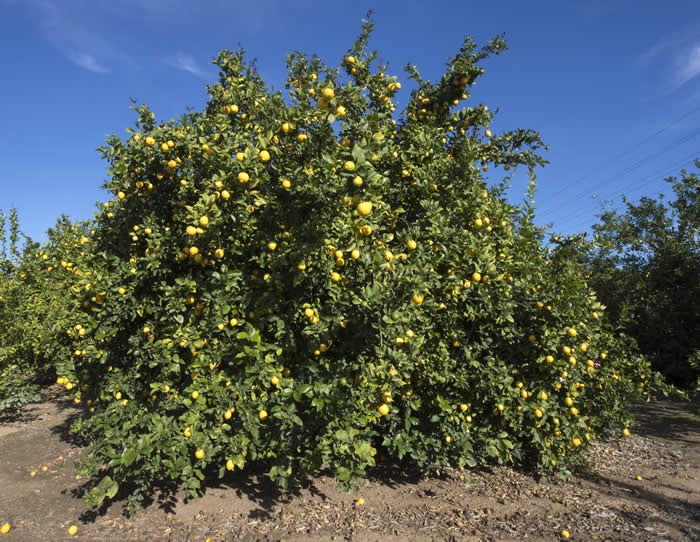 Limoneira 8A Lisbon lemon CRC 3501 003 tree with fruit