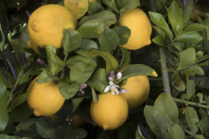 Limoneira 8A Lisbon lemon CRC 3501 005 lemons and flowers