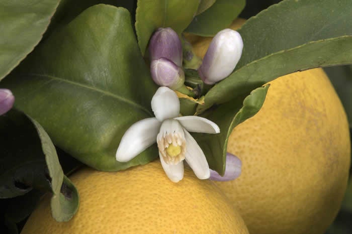 Limoneira 8A Lisbon lemon CRC 3501 006 buds and flower