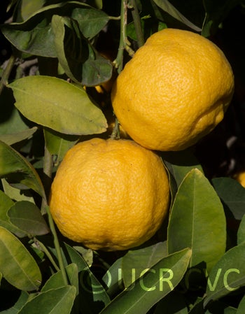 Limoneira rough lemon CRC 3834