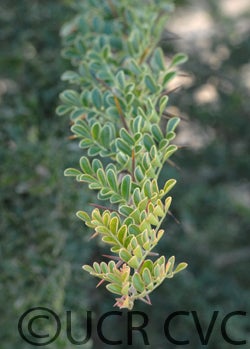 limoniaacidissima002