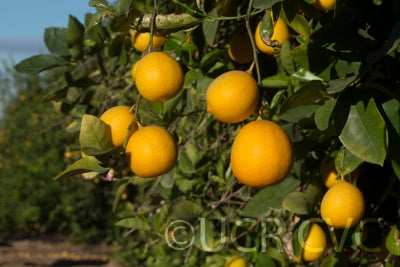 limouisanguicitrushybridcrc320000