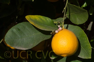 limouisanguicitrushybridcrc3200005