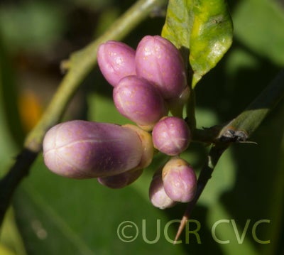 limouisanguicitrushybridcrc3200009