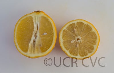 limouisanguicitrushybridcrc320001