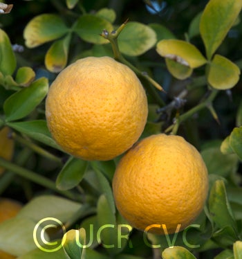 littleleaftrifoliatecrc4007006