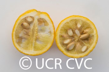 littleleaftrifoliatecrc4007008