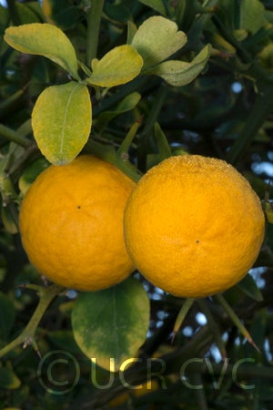 littleleaftrifoliatecrc4008005