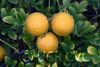 littleleaftrifoliatecrc4008006