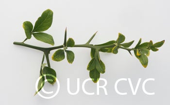 littleleaftrifoliatecrc4008007