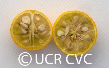 littleleaftrifoliatecrc4008008