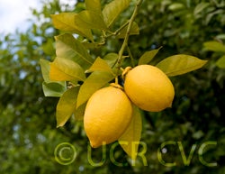 loportolemoncrc3390006