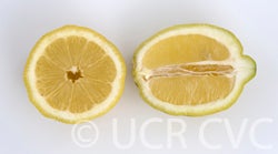 loportolemoncrc3390007