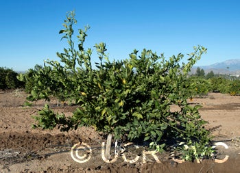 louisianaearlysatsumamandarincrc4225