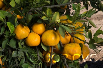 louisianaearlysatsumamandarincrc4225