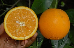 luegimgongvalencia003