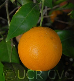 luegimgongvalencia005