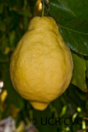 lumialemonhybridcrc3925005