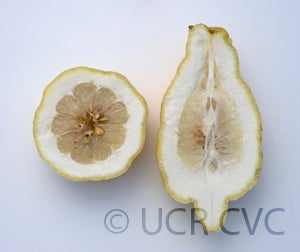 lumialemonhybridcrc3925006