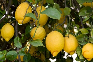 lunariolemoncrc3159004