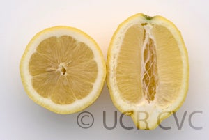 lunariolemoncrc3159005