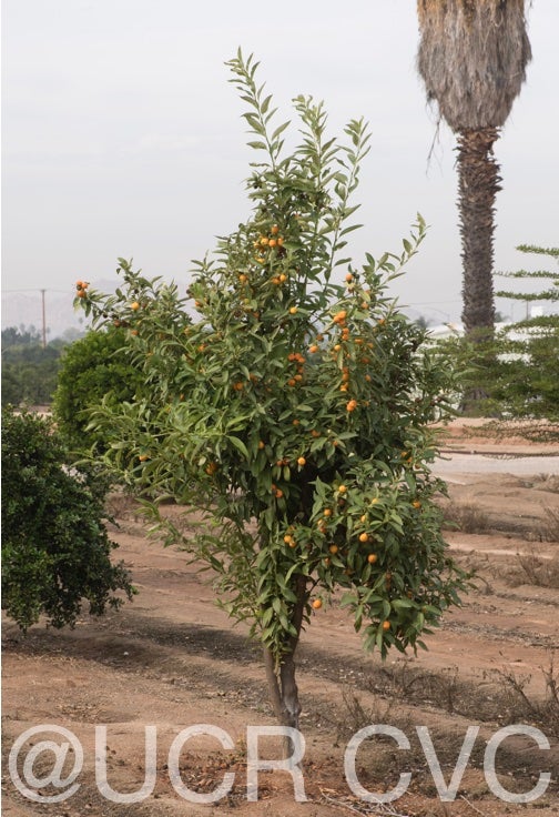 malayan_kumquat_hybrid_fortunella_polyandra_crc_3901_001.jpg