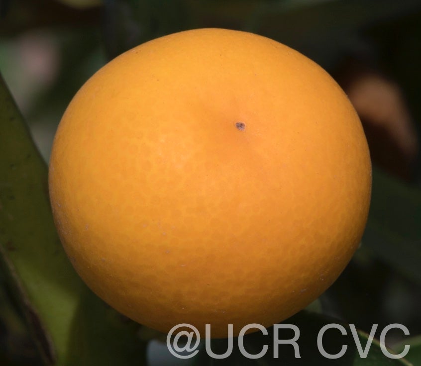 malayan_kumquat_hybrid_fortunella_polyandra_crc_3901_004.jpg