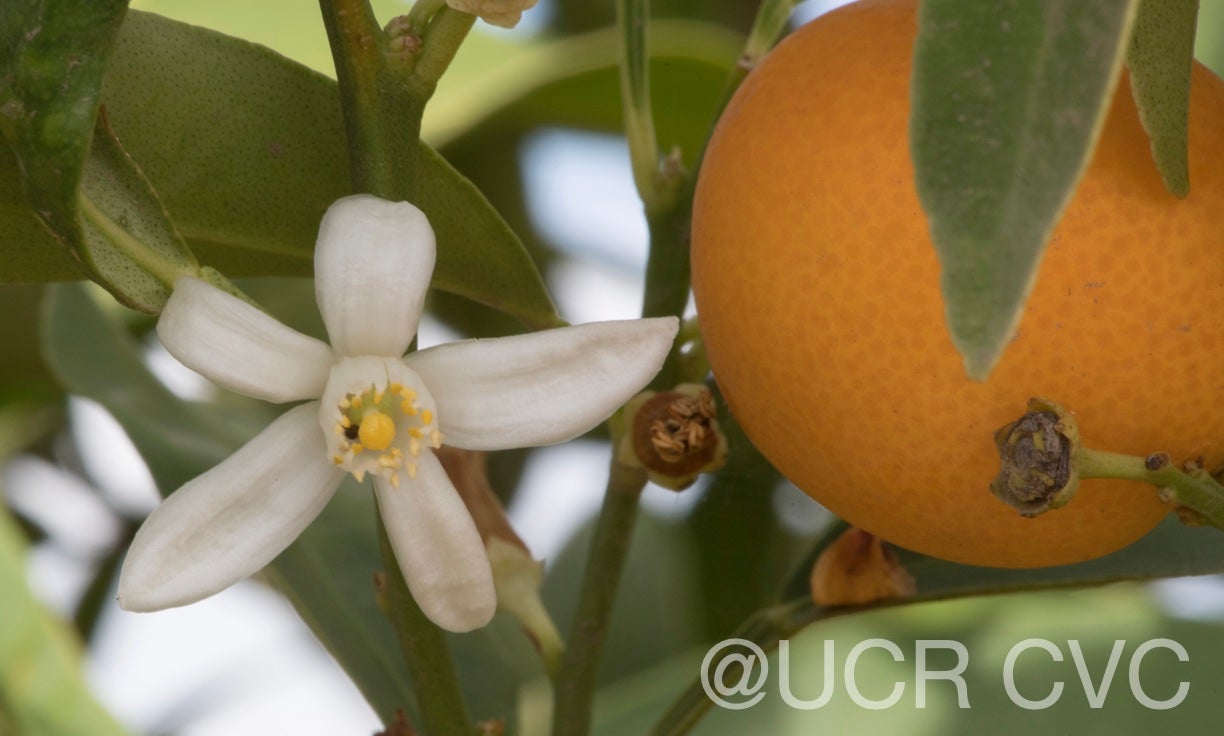malayan_kumquat_hybrid_fortunella_polyandra_crc_3901_006.jpg