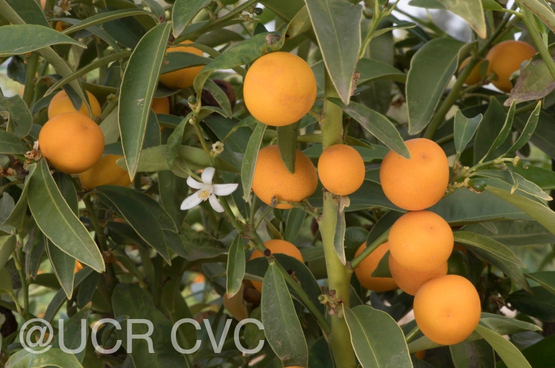malayan_kumquat_hybrid_fortunella_polyandra_crc_3901_007.jpg