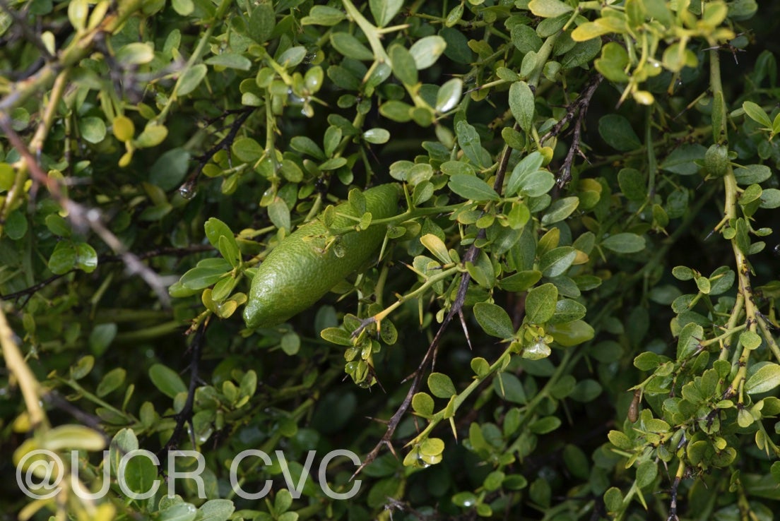microcitrus_australasica_crc_3664_002.jpg