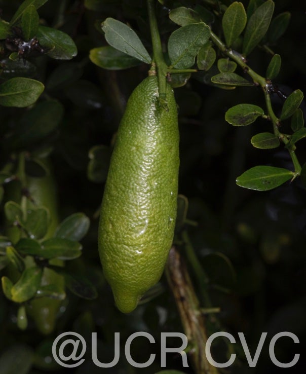 microcitrus_australasica_crc_3664_004.jpg