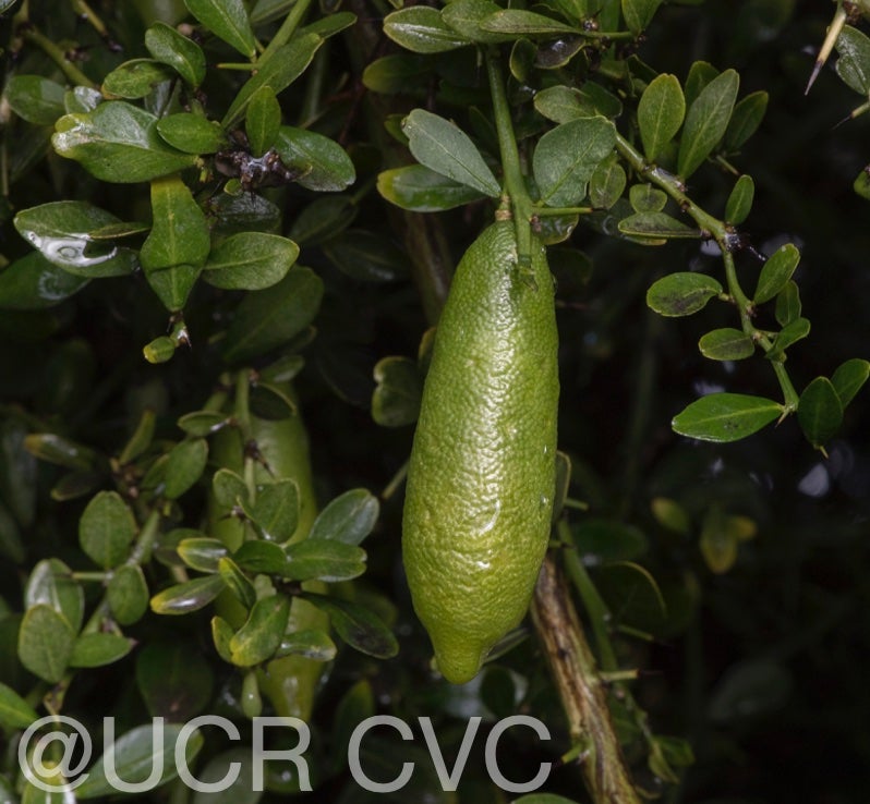 microcitrus_australasica_crc_3664_005.jpg