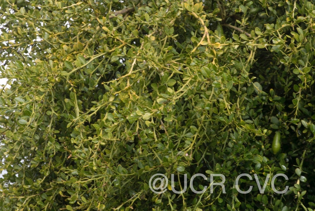 microcitrus_australasica_crc_3664_008.jpg