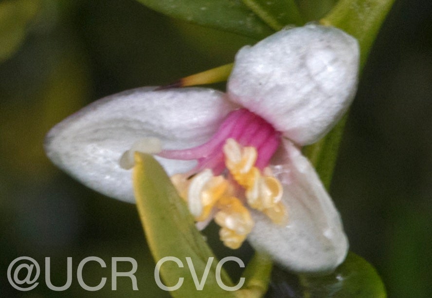 microcitrus_australasica_crc_3664_009.jpg