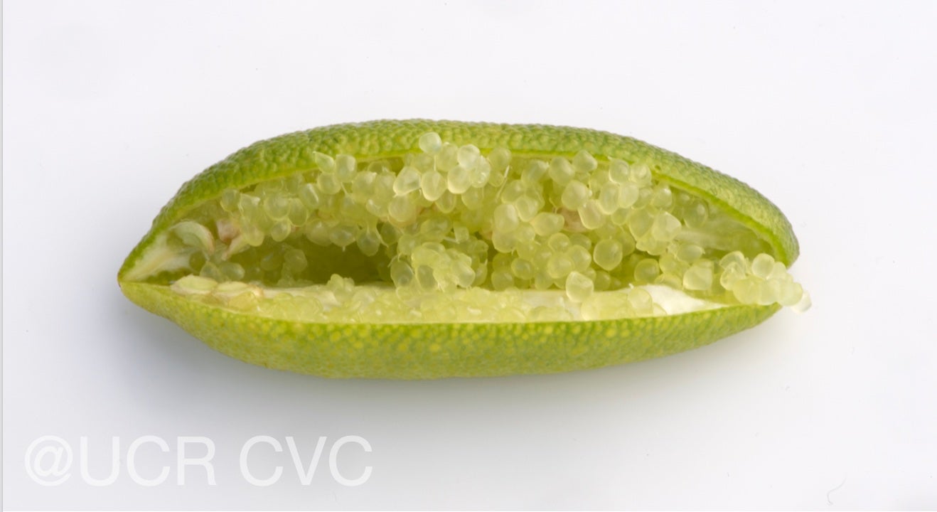 microcitrus_australasica_crc_3664_011.jpg