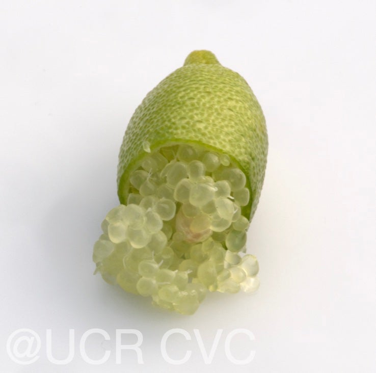 microcitrus_australasica_crc_3664_012.jpg