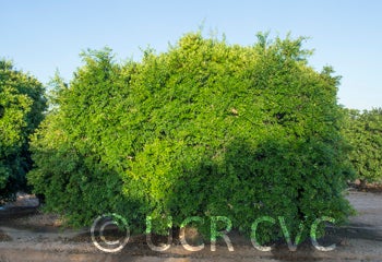 Microcitrus australis crc3666003.jpg