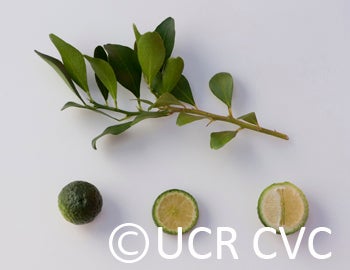 Microcitrus australis crc3666008